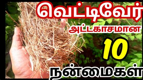 vetiver in tamil.